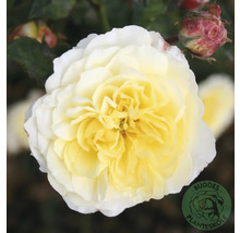 Fylld rosenblomma med vit-gula kronblad och en rosenknopp, inklusive Buddies Planteskole Logo.
