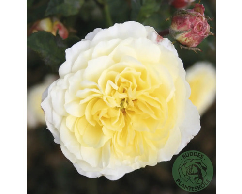 Fylld rosenblomma med vit-gula kronblad och en rosenknopp, inklusive Buddies Planteskole Logo.