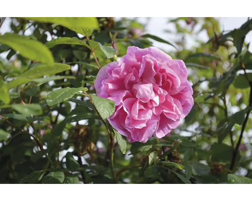 Blommande rosa damascenerros på en buske med gröna blad.