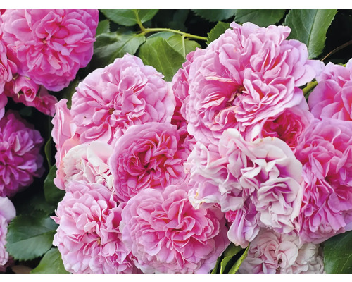 Fyllda rosa rosor med gröna blad i bakgrunden.