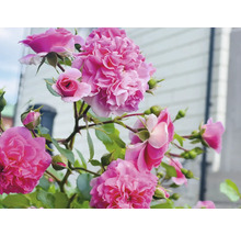 Rosa trädgårdsrosor i full blom och som knoppar på gröna stjälkar med blad.