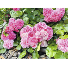 Rosenbuske med fyllda rosa blommor och gröna blad.