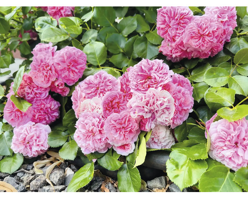 Rosenbuske med fyllda rosa blommor och gröna blad.