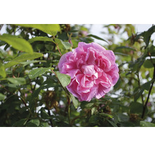 Blommande rosa damascenerros på en buske med gröna blad.