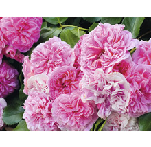 Fyllda rosa rosor med gröna blad i bakgrunden.