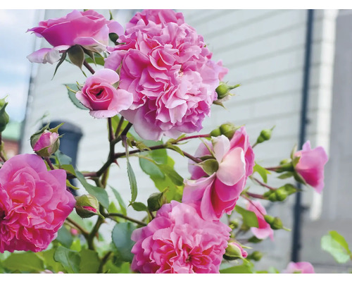 Rosa trädgårdsrosor i full blom och som knoppar på gröna stjälkar med blad.