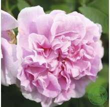 Närbild på en ljusrosa fylld ros med vattendroppar på kronbladen. Buddes Planteskole Logo.