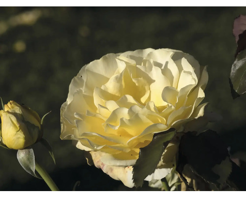 Blommande gul ros med en knopp i en närbild.