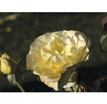 Blommande gul ros med en knopp i en närbild.