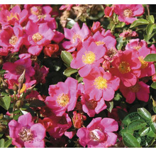 Rosa marktäckande rosor med gul mitt och grönt bladverk.