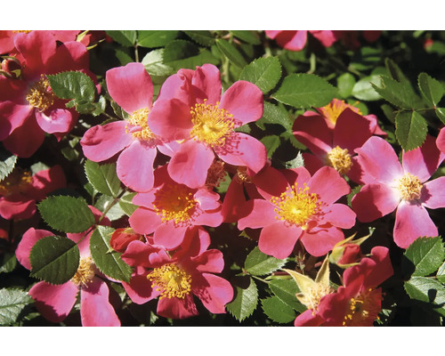 Marktäckande ros med rosa blommor och gula ståndare bland gröna blad.