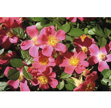 Marktäckande ros med rosa blommor och gula ståndare bland gröna blad.