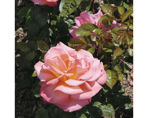 Rosbuske med stora rosa-orange blommor och gröna blad.