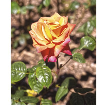 Ros med gula, orange och rosa kronblad och gröna blad.