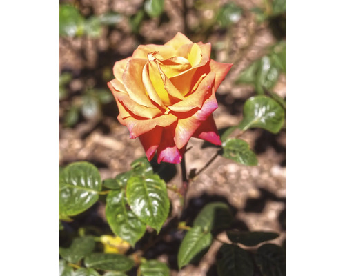 Ros med gula, orange och rosa kronblad och gröna blad.