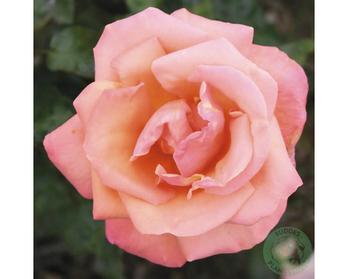 Närbild på en ros med aprikosfärgade och rosa kronblad.