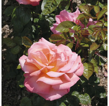 Rosbuske med stora rosa-orange blommor och gröna blad.