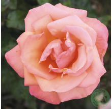 Närbild på en ros med aprikosfärgade och rosa kronblad.