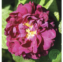Blommande ros med fyllda mörkrosa kronblad, gult centrum och vattendroppar, Buddes Plants Logo.