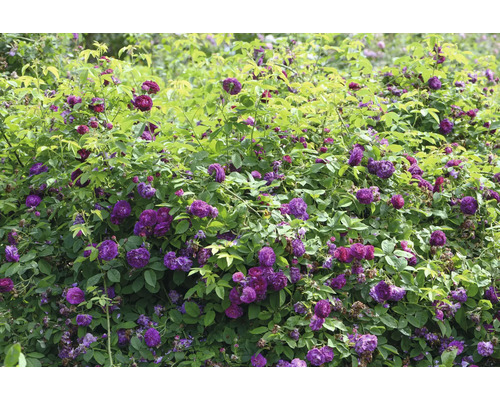 Tät rosenbuske med många mörklila blommor och gröna blad för trädgården.