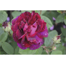 Närbild på en mörkröd ros i full blom med daggdroppar och gröna blad.