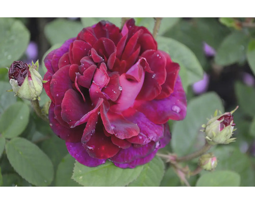 Närbild på en mörkröd ros i full blom med daggdroppar och gröna blad.