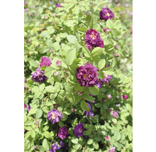 Buskros med lila blommor, gul mitt och gröna blad.