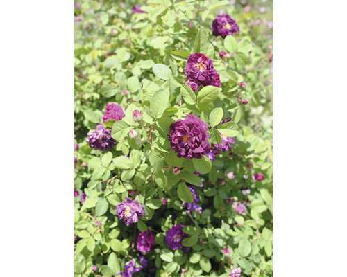 Buskros med lila blommor, gul mitt och gröna blad.