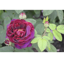 Mörkröd ros i full blom med knoppar och gröna blad.