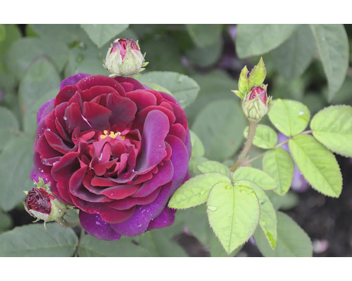 Mörkröd ros i full blom med knoppar och gröna blad.