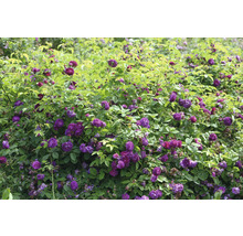 Tät rosenbuske med många mörklila blommor och gröna blad för trädgården.