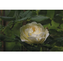 Närbild på en gräddvit ros med täta kronblad omgiven av gröna blad.