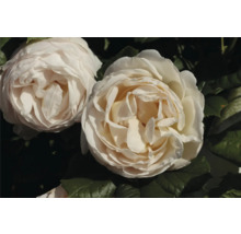 Vita rosor i full blom med många kronblad och gröna blad.