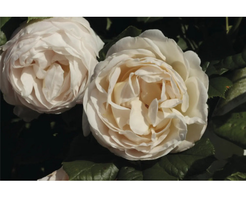 Vita rosor i full blom med många kronblad och gröna blad.