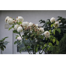 Vit buskros eller klätterros i full blom med fyllda blommor och gröna blad utomhus.