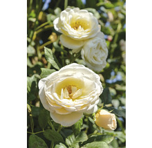 Klätterros med fyllda krämvita blommor och gröna blad.