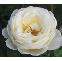 Närbild av en vit ros med många kronblad och daggdroppar. Buddes Planteskole Logo.