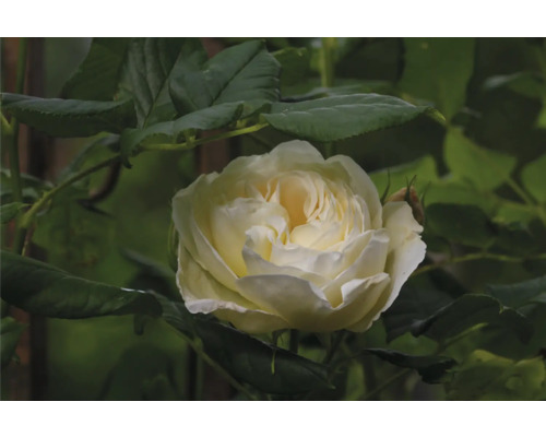 Närbild på en gräddvit ros med täta kronblad omgiven av gröna blad.