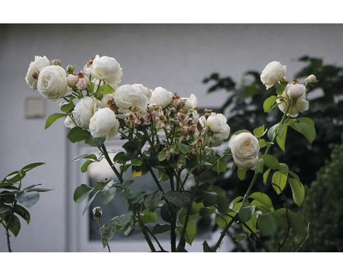 Vit buskros eller klätterros i full blom med fyllda blommor och gröna blad utomhus.