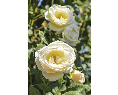 Klätterros med fyllda krämvita blommor och gröna blad.