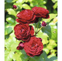 Mörkröda rosor mot en bakgrund av gröna blad.