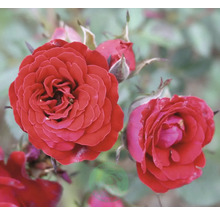 Röda rosor och knoppar