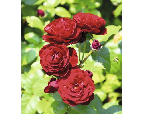 Mörkröda rosor mot en bakgrund av gröna blad.