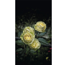 Klase med fyra ljusgula rosor i full blom med mörkgröna blad.