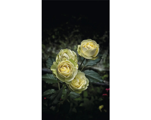 Klase med fyra ljusgula rosor i full blom med mörkgröna blad.