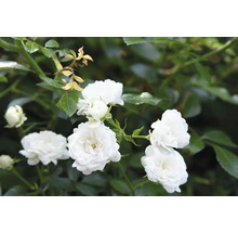 Vit ros med flera blommor och knoppar på gröna grenar.