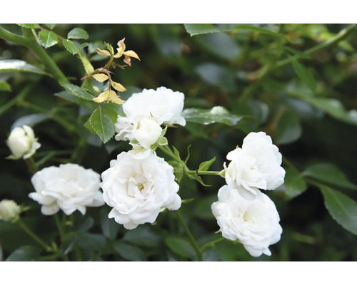 Vit ros med flera blommor och knoppar på gröna grenar.