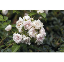 Blommande buskros med blekrosa till vita, fyllda blommor och gröna blad.