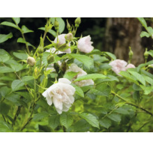 Rosenbuske med ljusa blommor, gröna blad och knoppar i en trädgård.