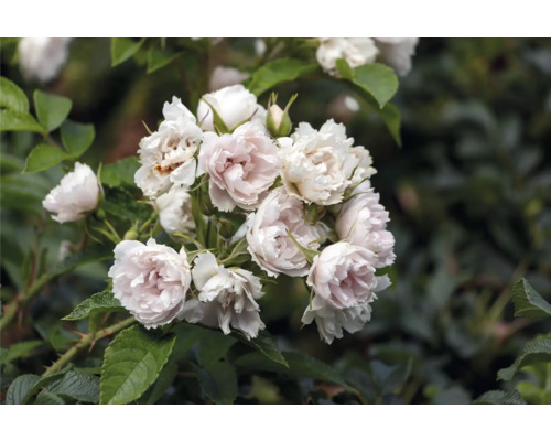 Blommande buskros med blekrosa till vita, fyllda blommor och gröna blad.